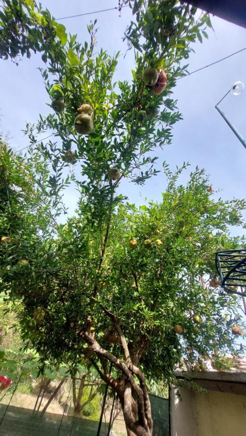Gjirokastër Relax Camping מראה חיצוני תמונה